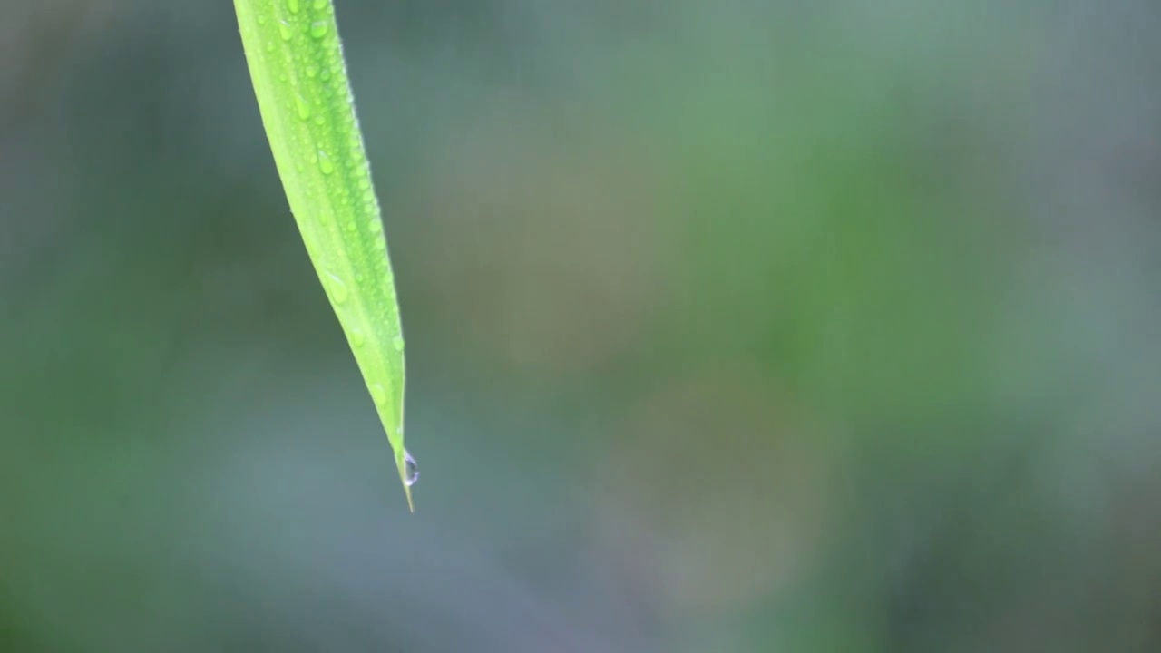 雨中竹叶上水珠滴落视频素材