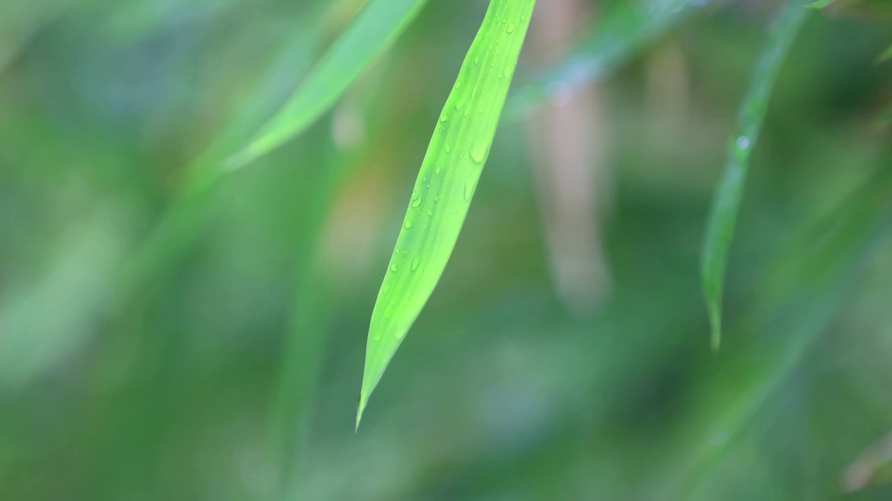 竹叶上的雨水视频素材