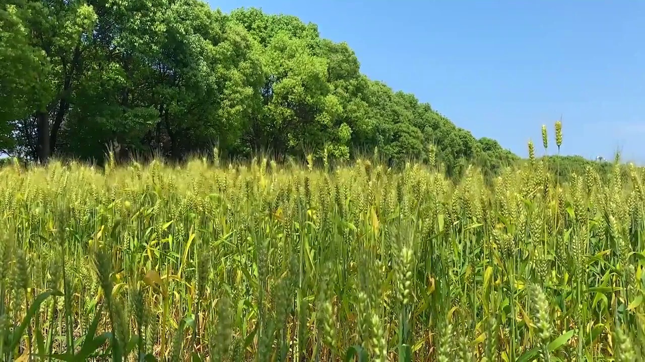 随风摇曳的水稻视频素材