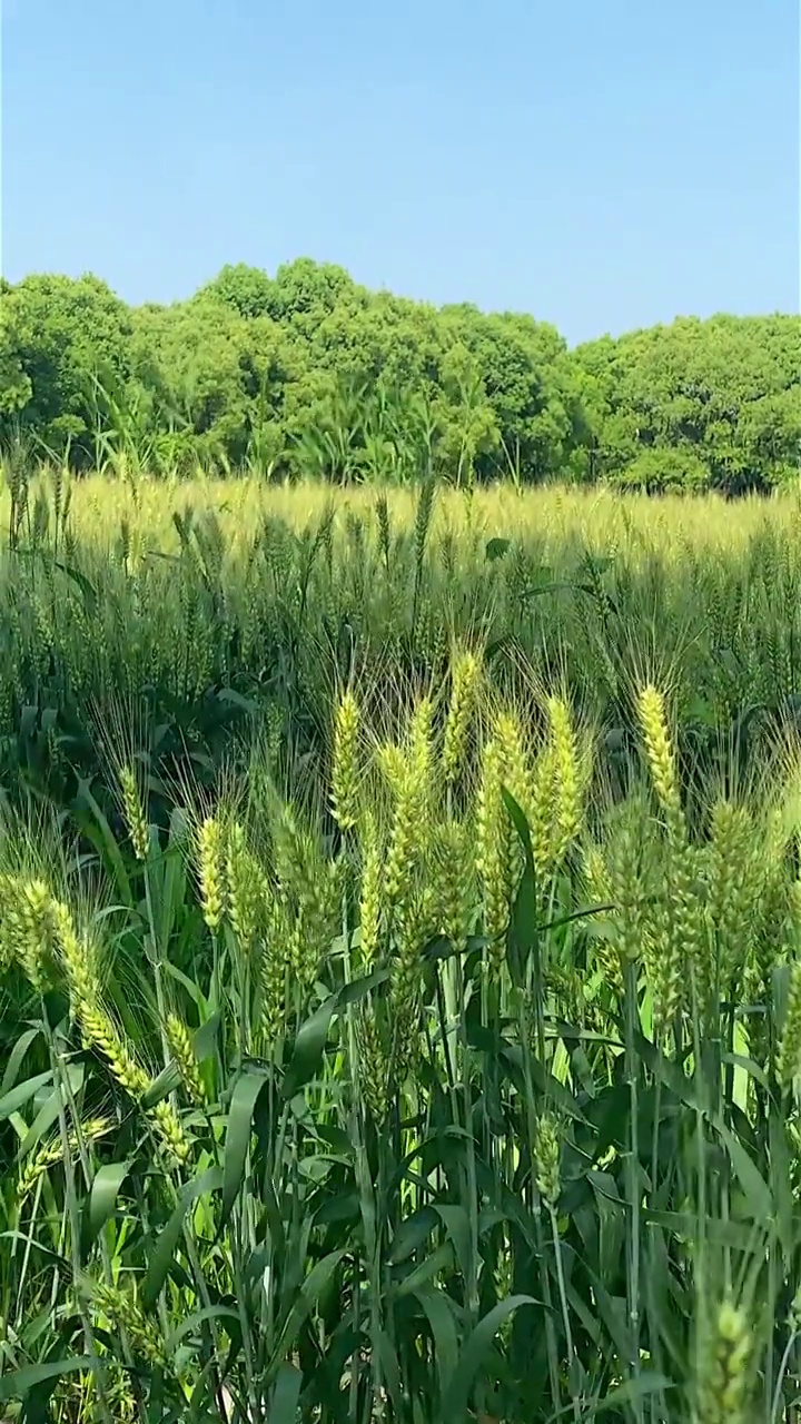 随风摇曳的水稻视频素材