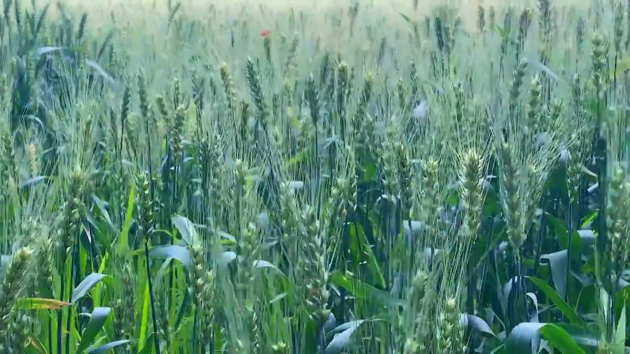 随风摇曳的水稻视频素材