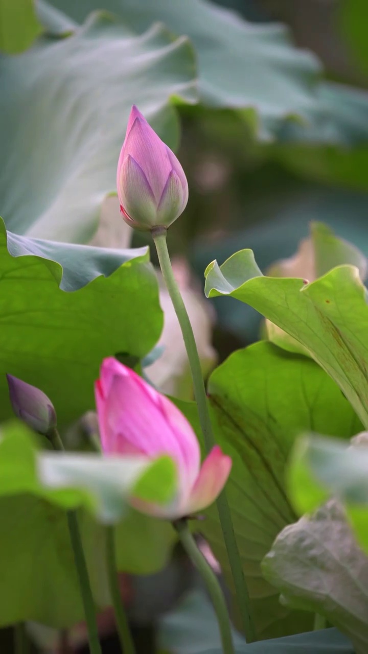 莲花特写视频素材