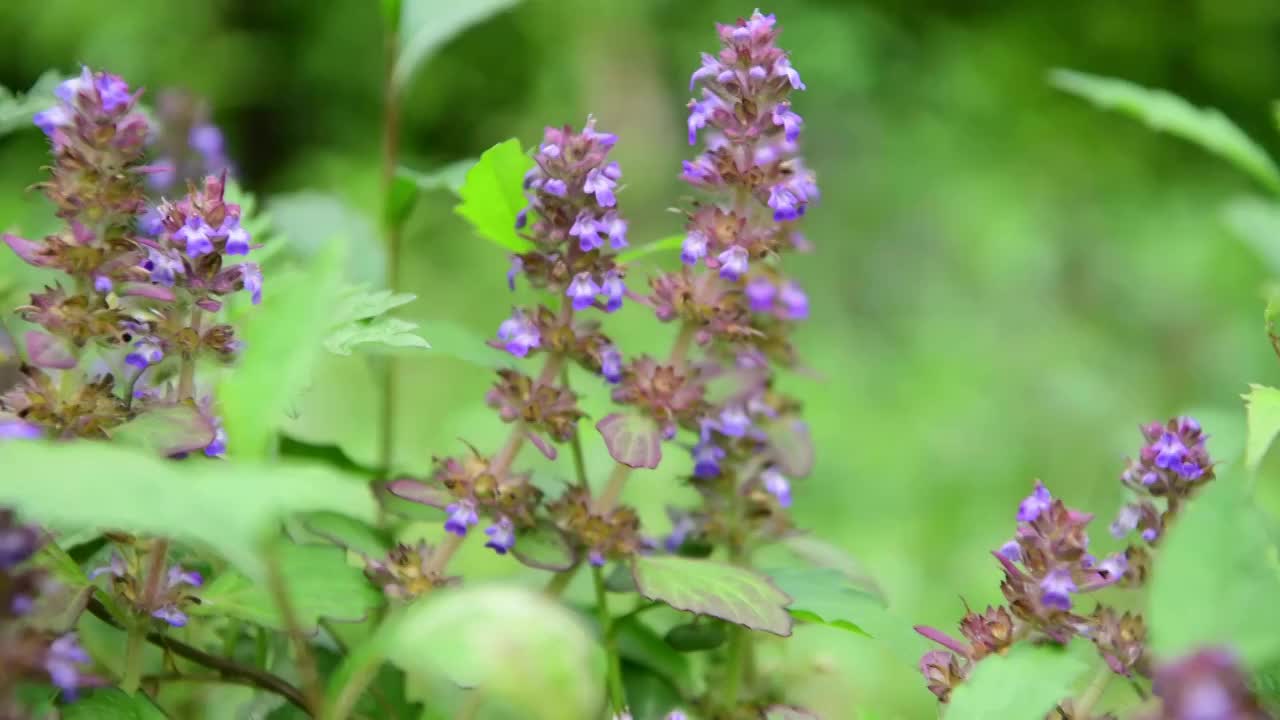 藿香花移动拍摄视频素材