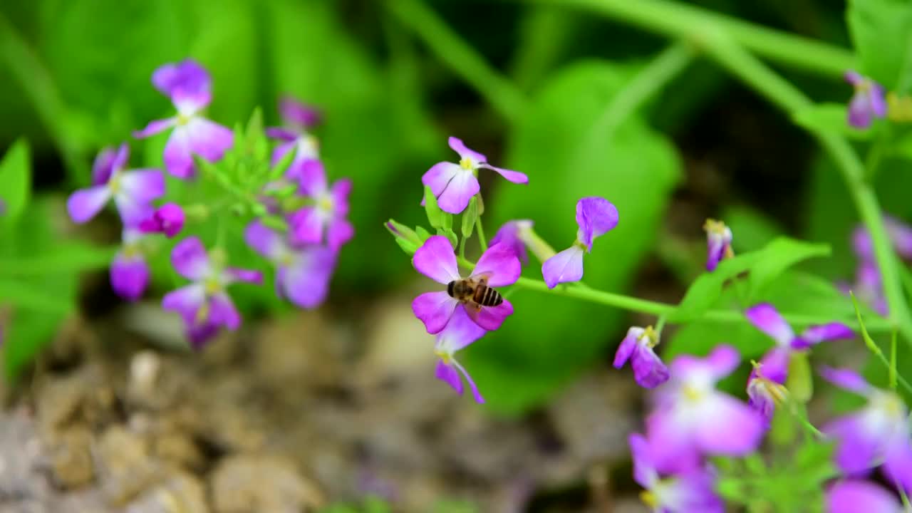 蜜蜂采蜜视频素材