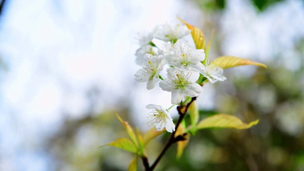 小樱花固定拍摄视频素材