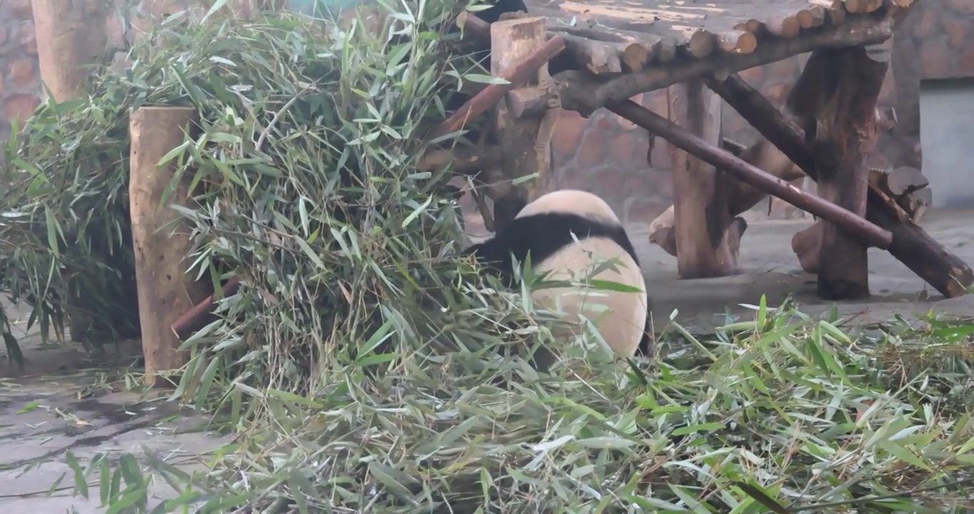 成都大熊猫繁育研究基地里的熊猫正在啃食竹子视频素材