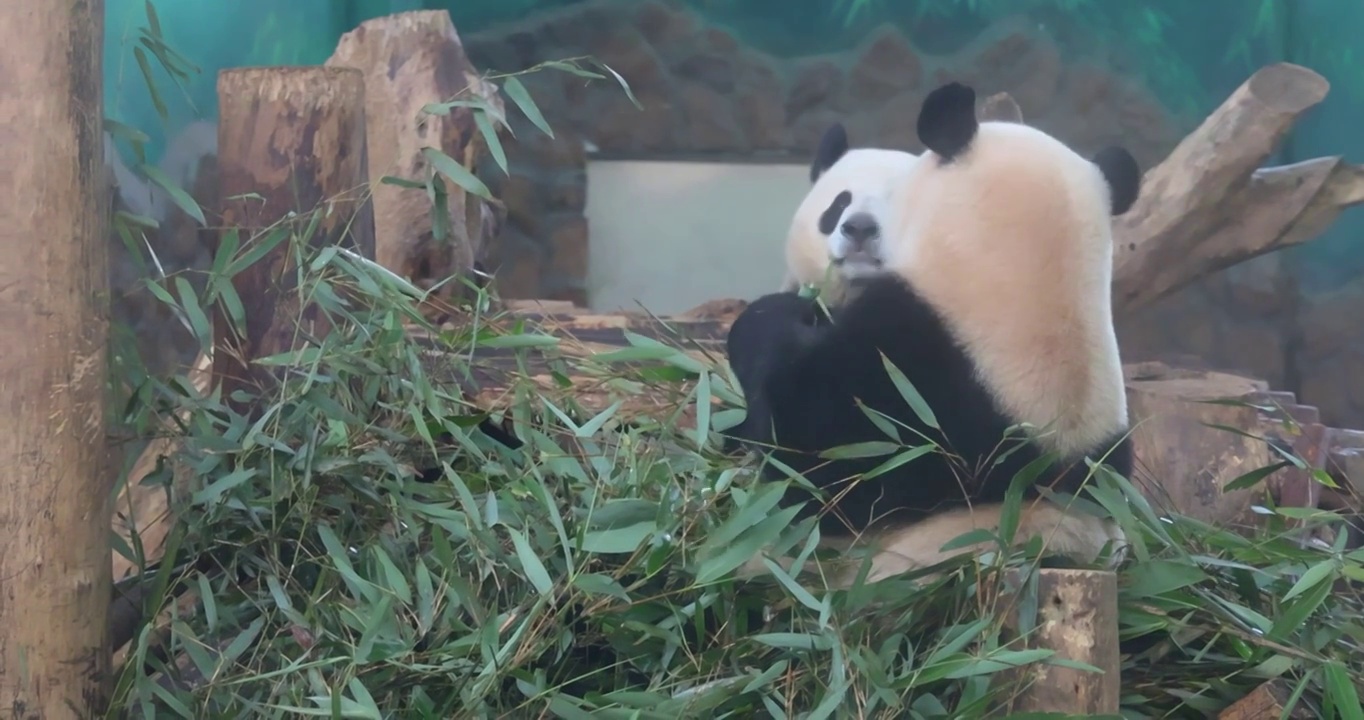 成都大熊猫繁育研究基地里的熊猫正在啃食竹子视频素材