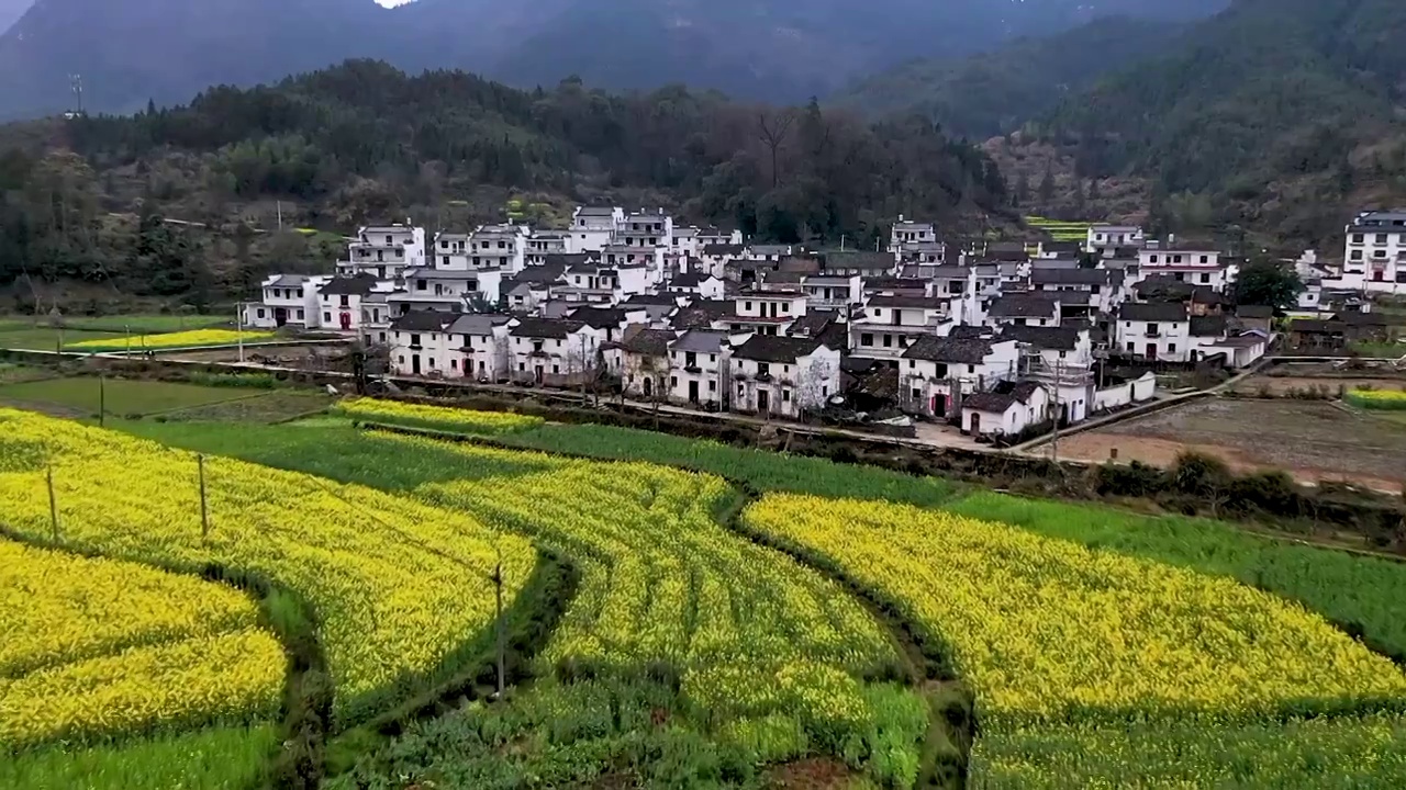 江西婺源江村春季油菜花海风光航拍 合集（合集）视频素材