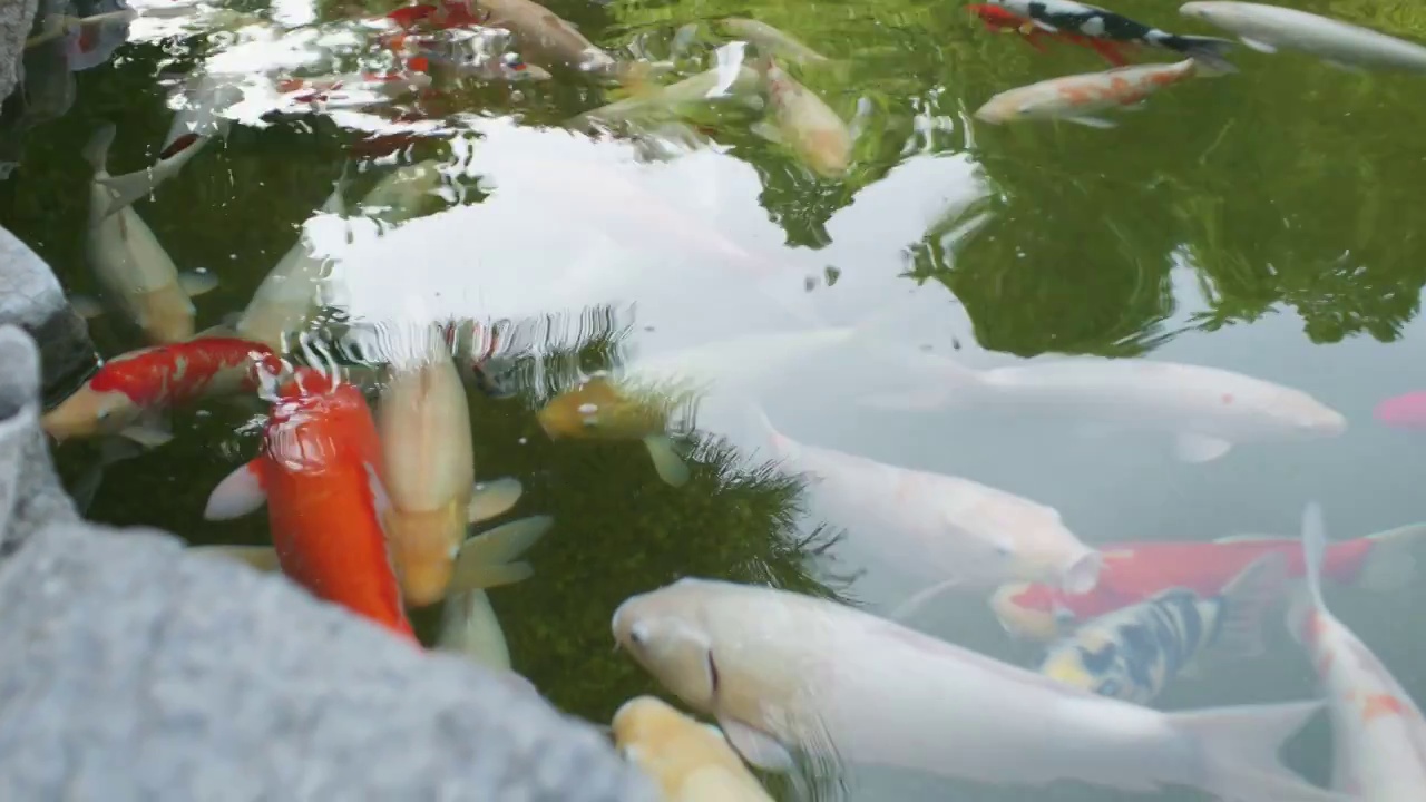 岱庙池塘鲤鱼视频素材