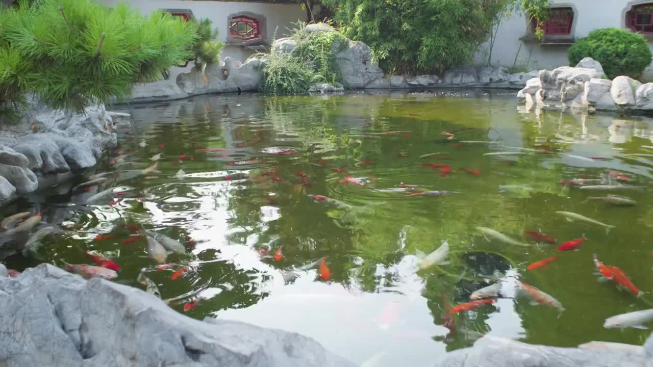 岱庙池塘鲤鱼视频素材