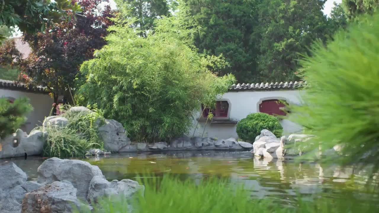 岱庙池塘鲤鱼视频素材