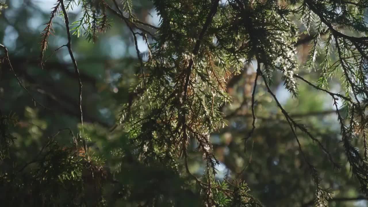 夏日阳光穿透树叶逆光唯美光影炫光视频素材