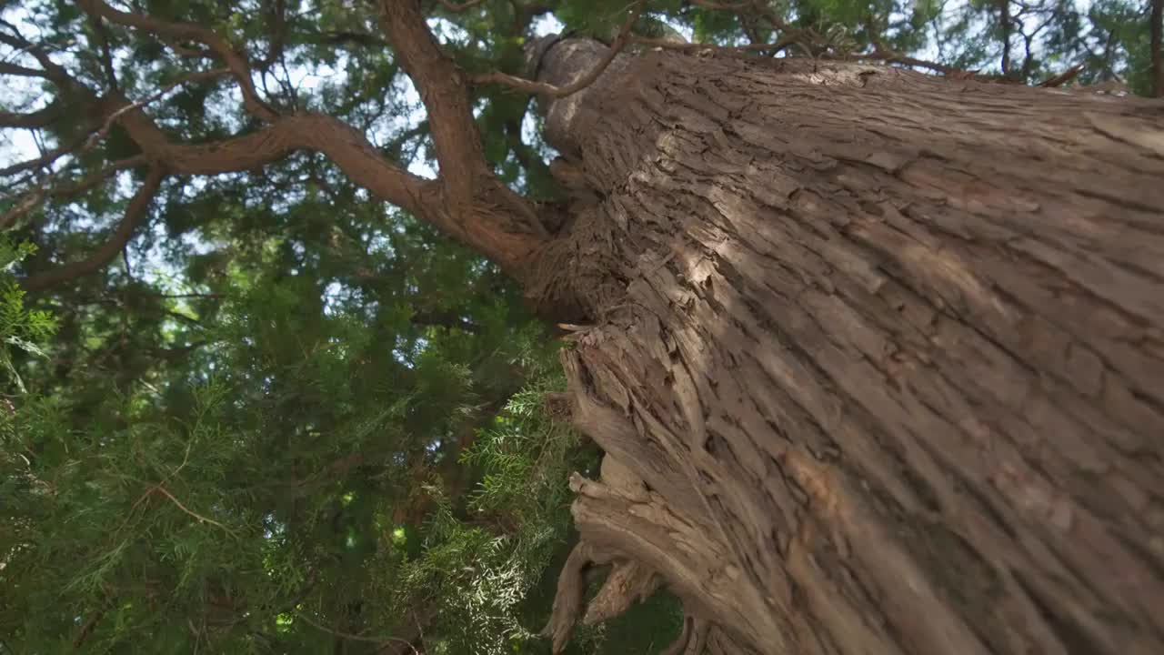 夏日阳光穿透树叶逆光唯美光影炫光视频素材