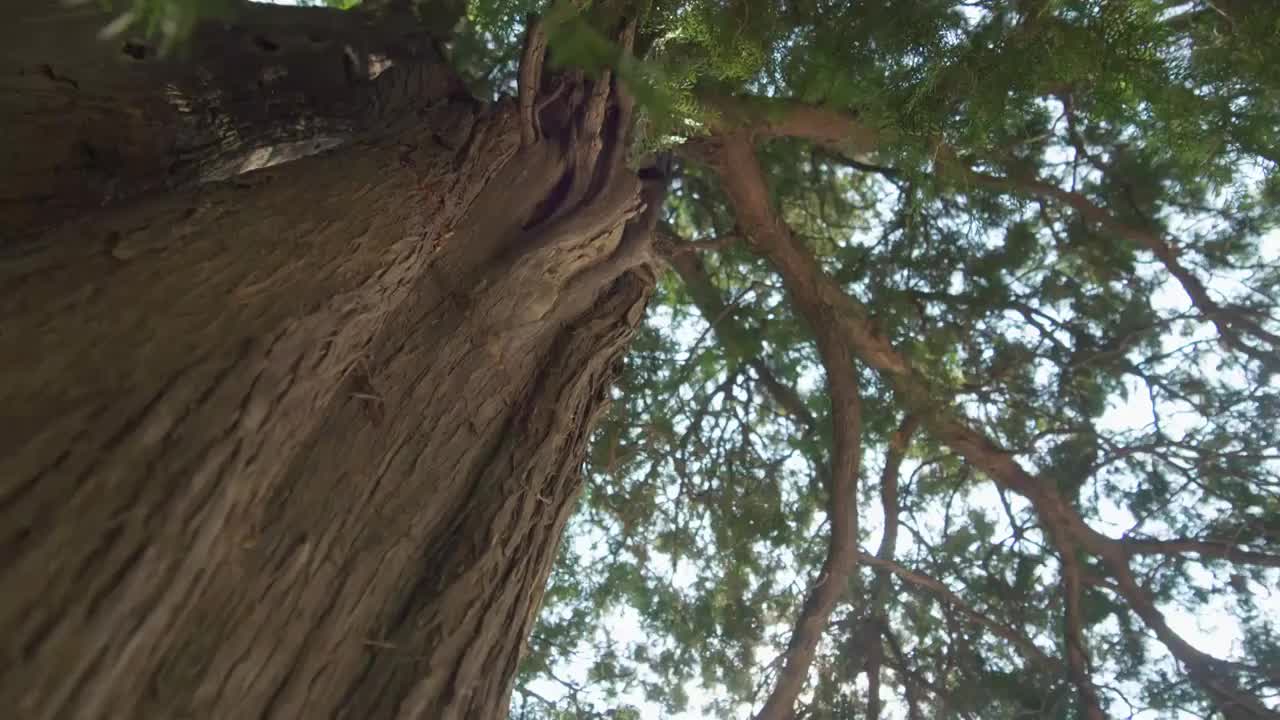 夏日阳光穿透树叶逆光唯美光影炫光视频素材