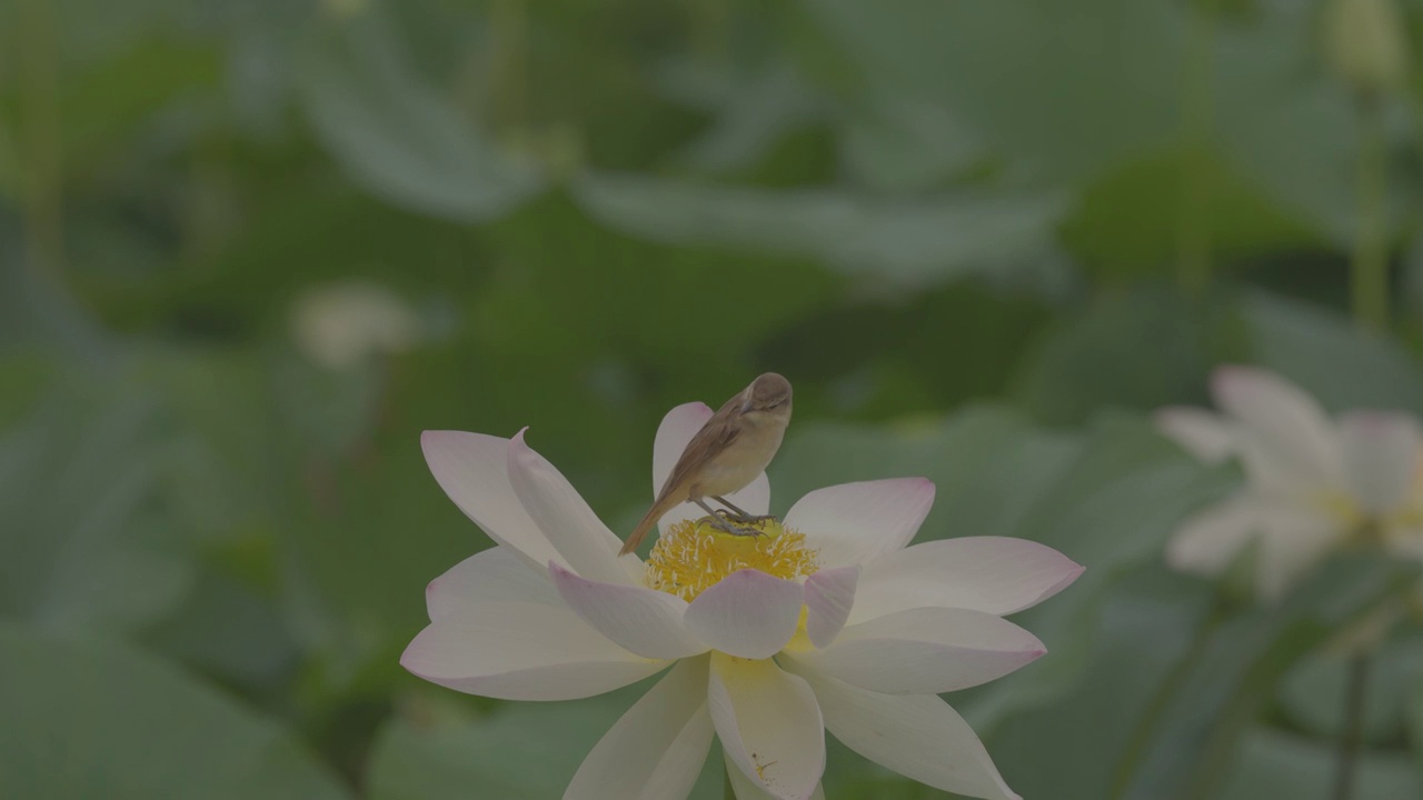 花鸟图 荷花 东方大苇莺视频素材