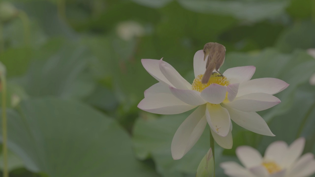 荷花与东方大苇莺视频素材