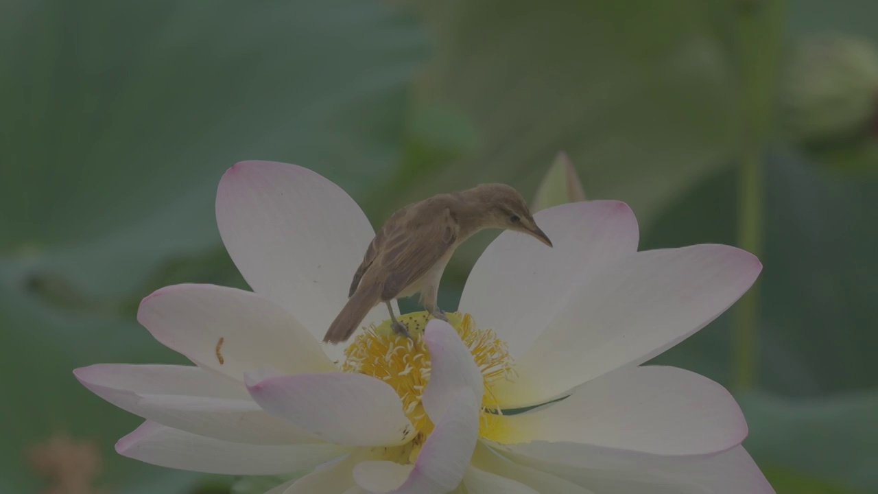 荷花与东方大苇莺视频素材