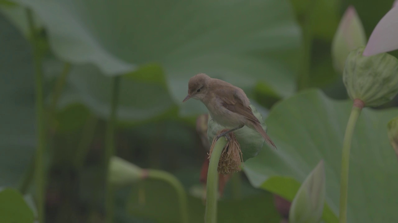 东方大苇莺幼鸟上莲蓬视频素材