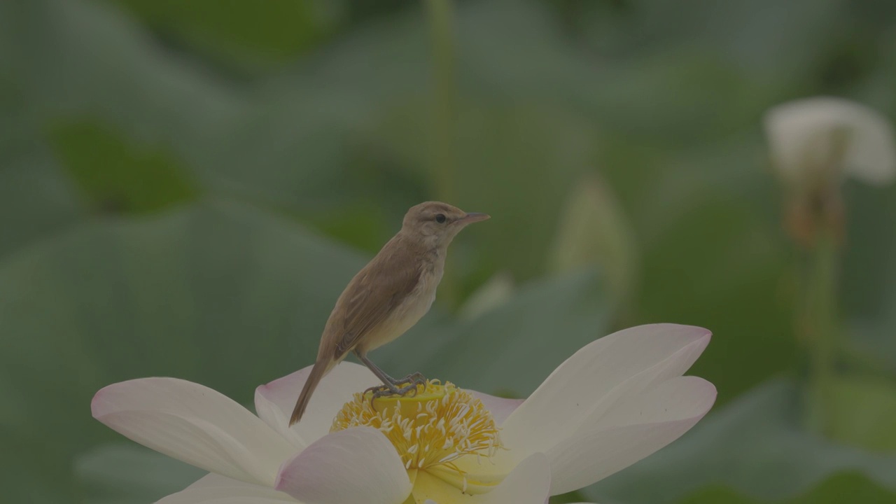 东方大苇莺上 荷花视频素材