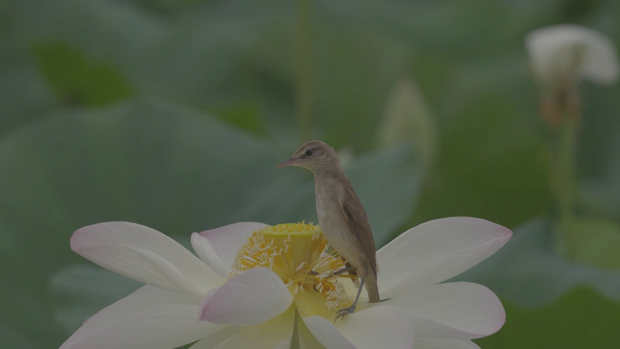 荷花 东方大苇莺两只幼鸟视频素材