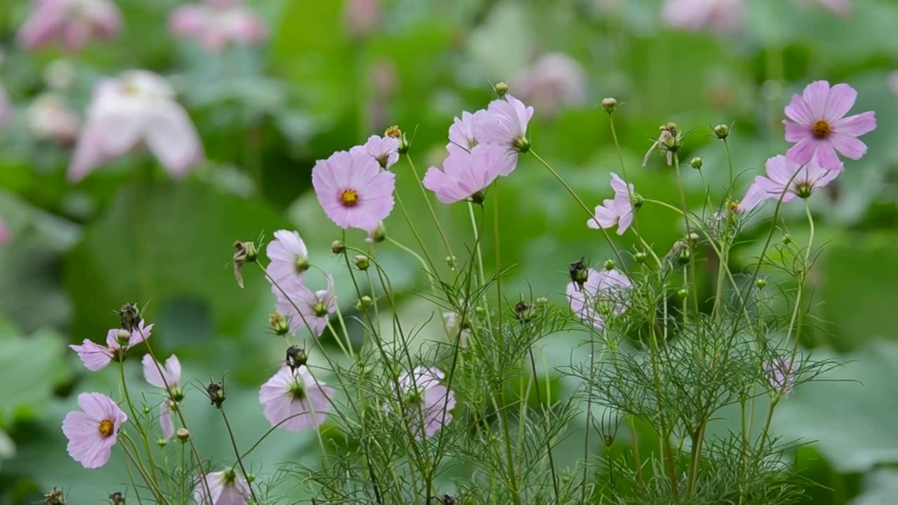 夏日格桑花如蝴蝶飞舞山里视频素材