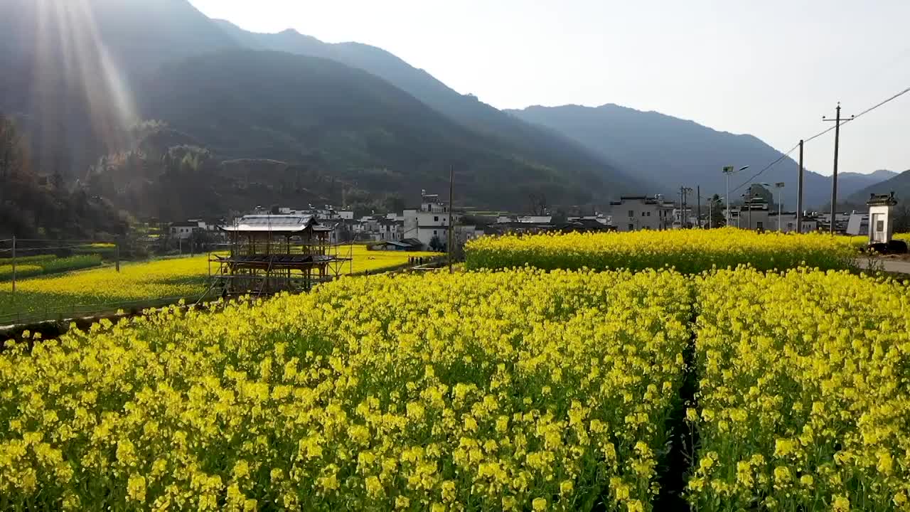 婺源庆源古村春天油菜花海逆光田园风光航拍视频素材