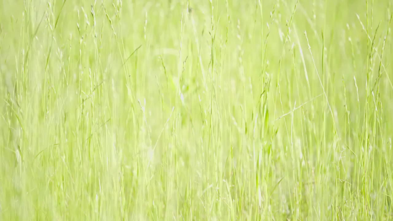 升格实拍草丛视频素材