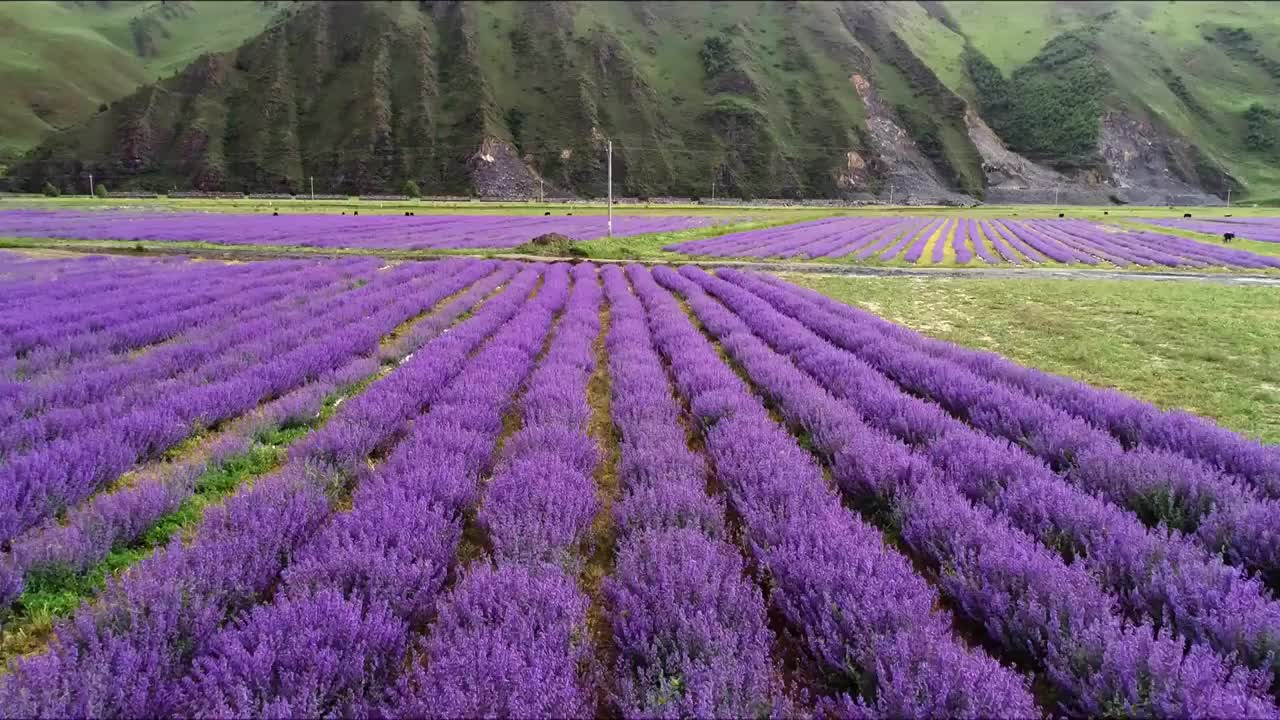 四川甘孜州新都桥薰衣草航拍视频素材