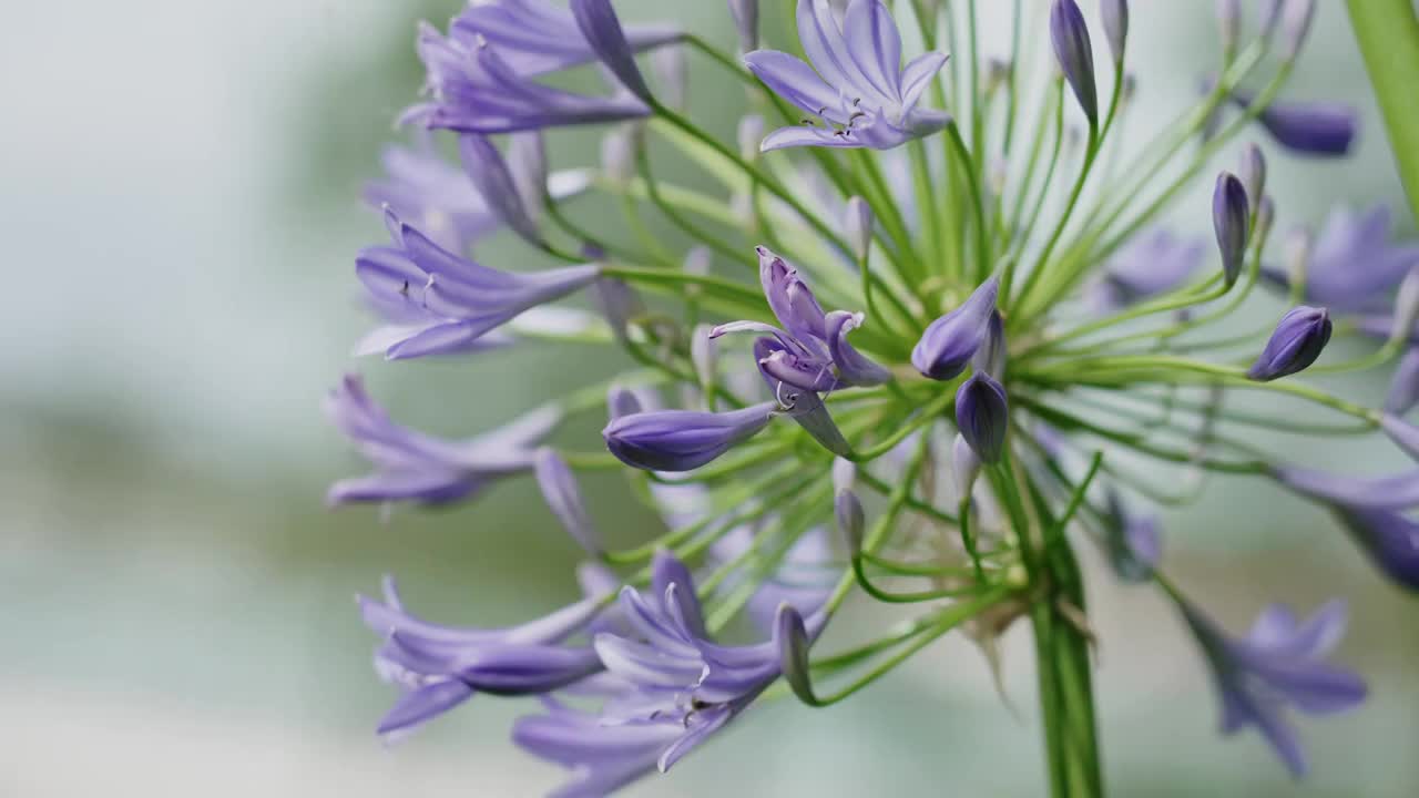 蜜蜂采集蜂蜜花间飞舞剩下初春视频素材