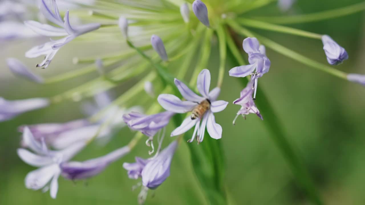 初夏鲜花勤劳的蜜蜂采蜜视频素材