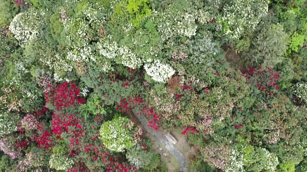 航拍贵州毕节百里杜鹃风光视频素材