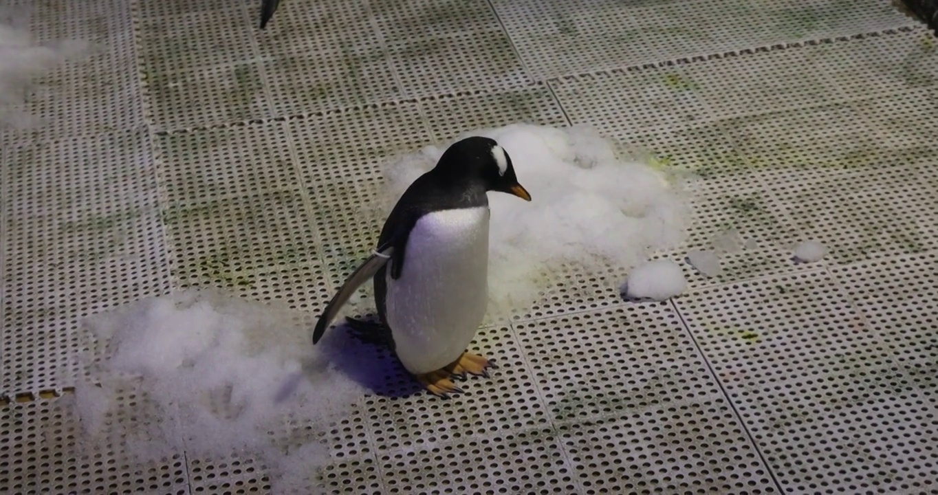 南极海洋生物：岸上行走的企鹅视频素材