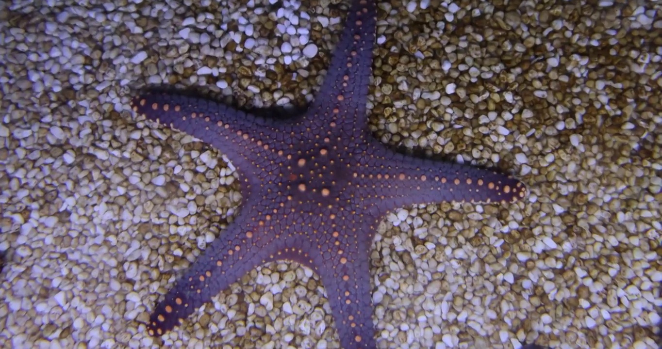 海洋生物：海星视频素材