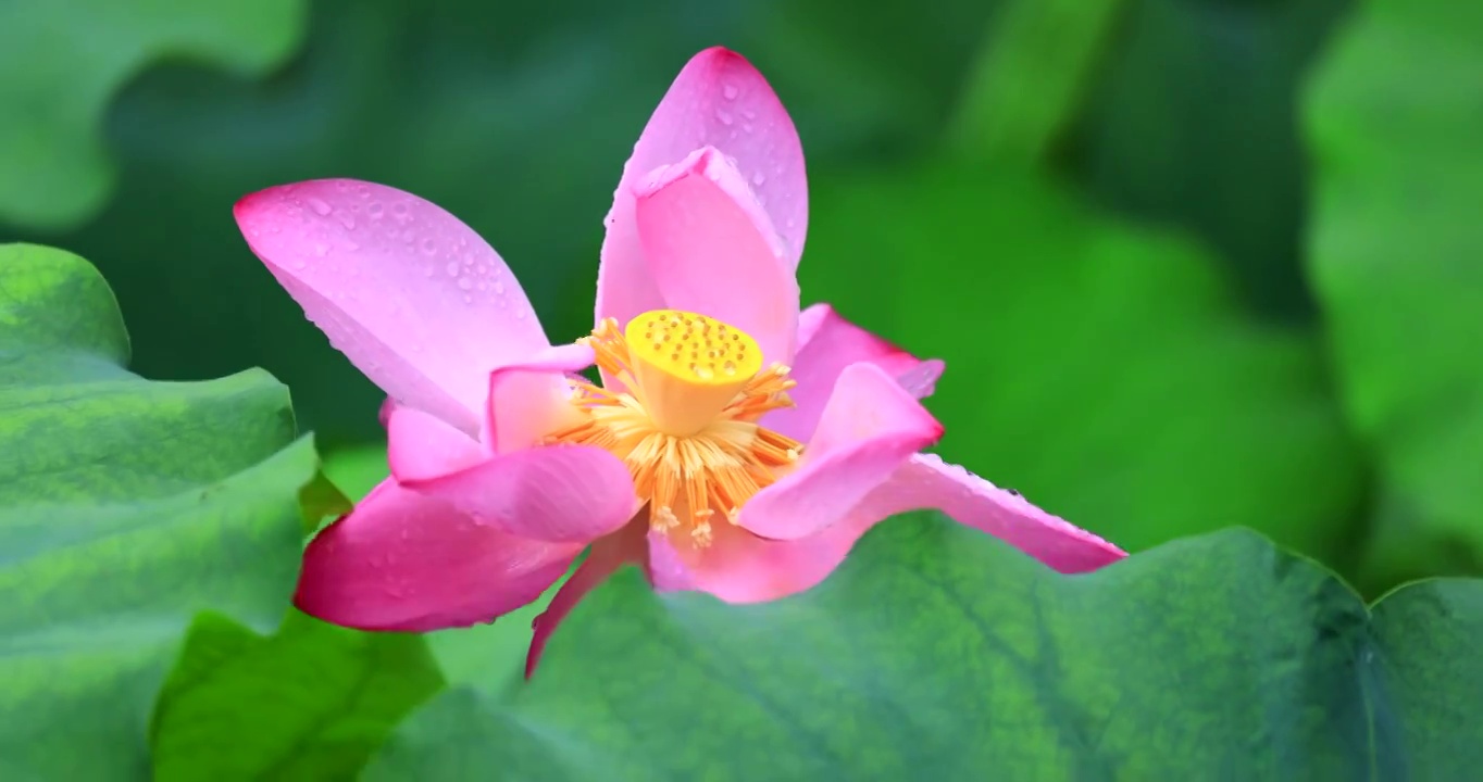 雨中的荷花视频素材