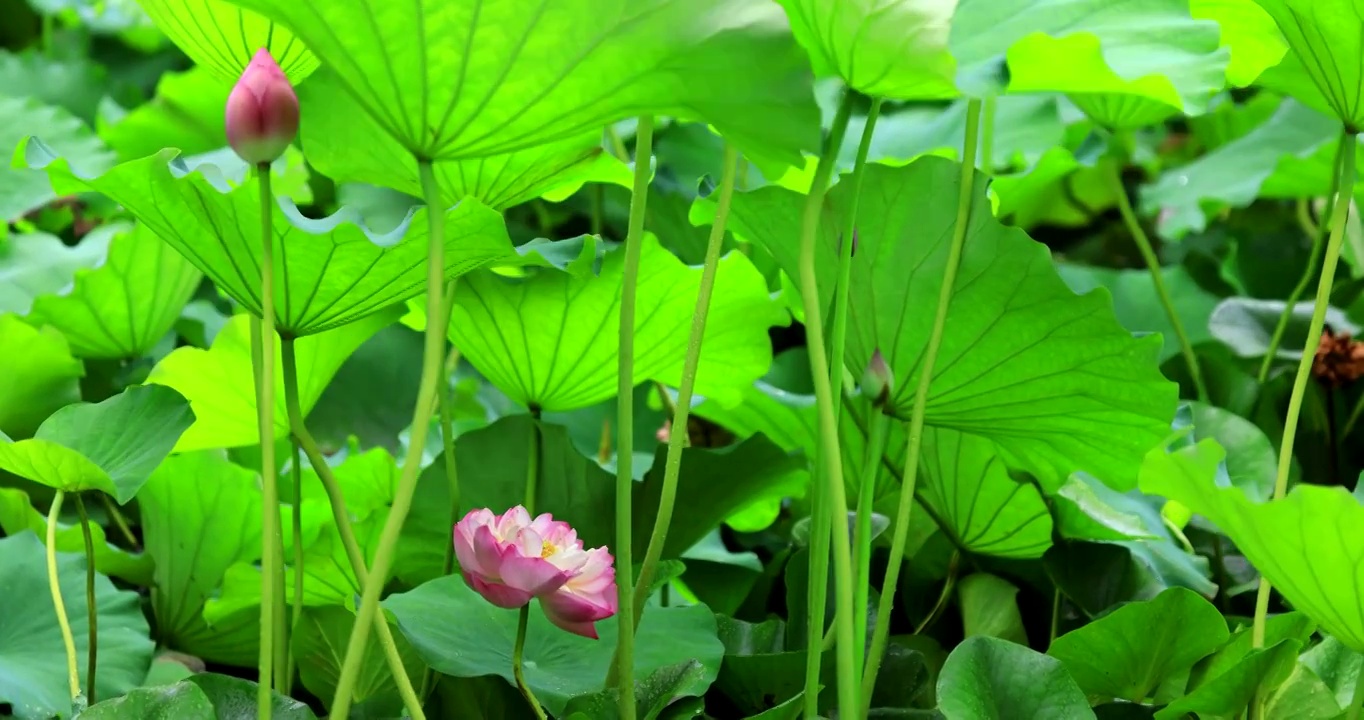 雨中的荷花视频素材