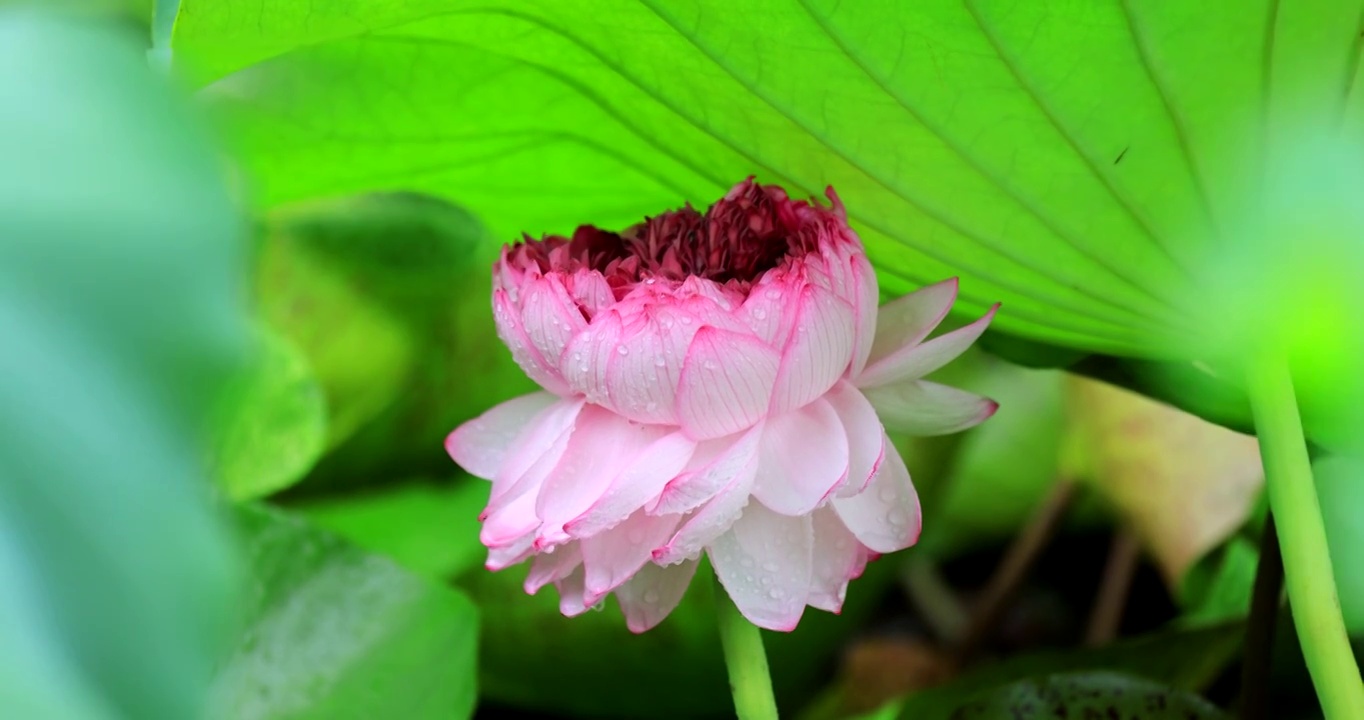 雨中的荷花视频素材