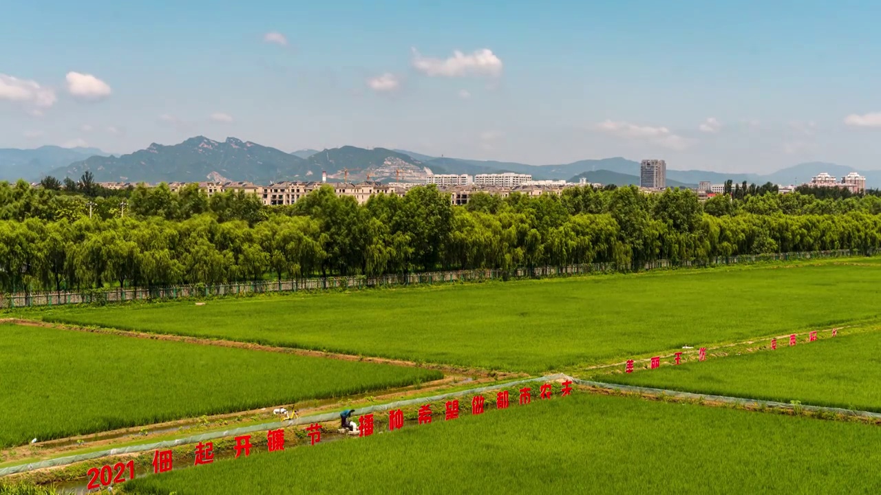 北京大暑节气的稻田视频素材