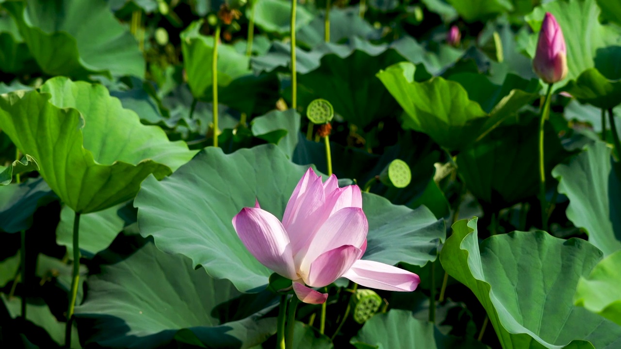 夏季南京玄武湖公园荷塘里的荷花视频素材