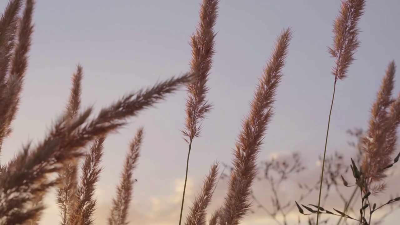 逆光的芦苇花唯美空镜（合集）视频素材