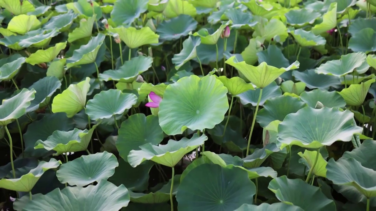 4K 池塘荷花（合集）视频素材