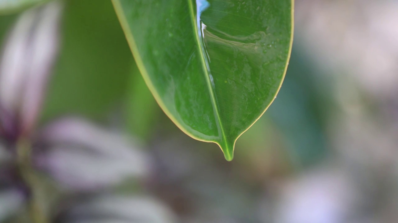 树叶水珠滴落视频素材