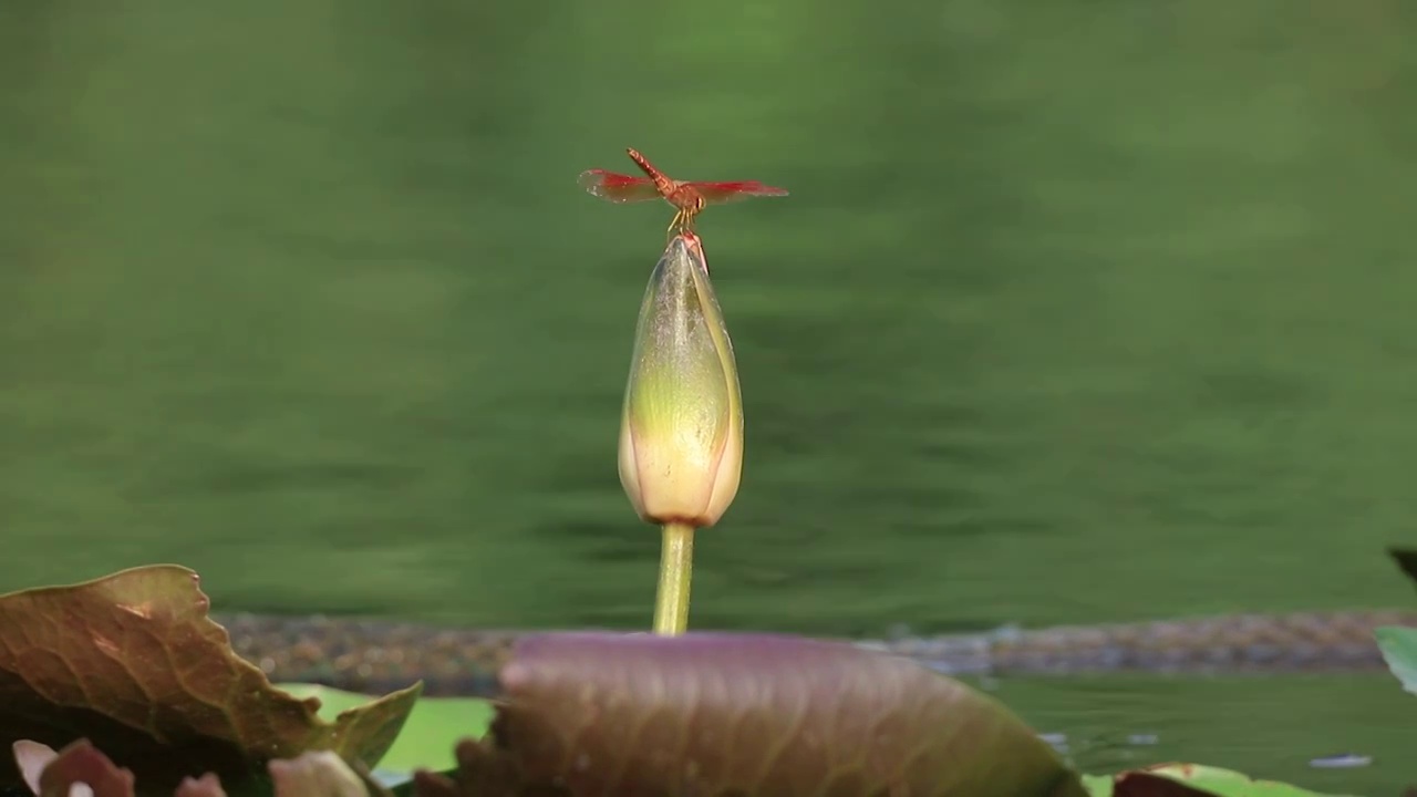 蜻蜓在莲花尖采食视频素材