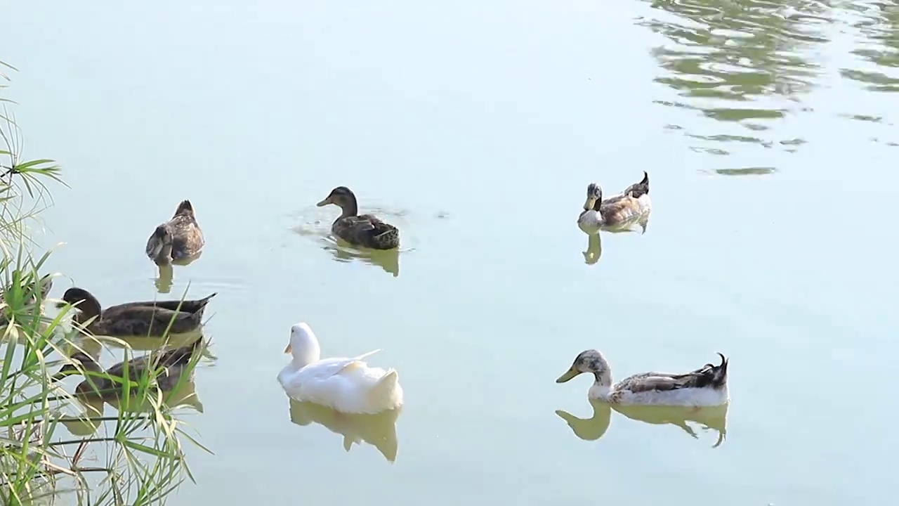 鸭子在水面嬉戏视频素材