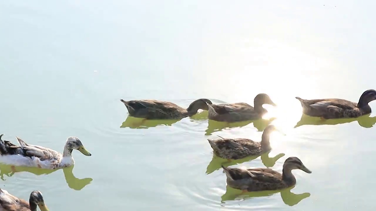 鸭子在水面嬉戏视频素材