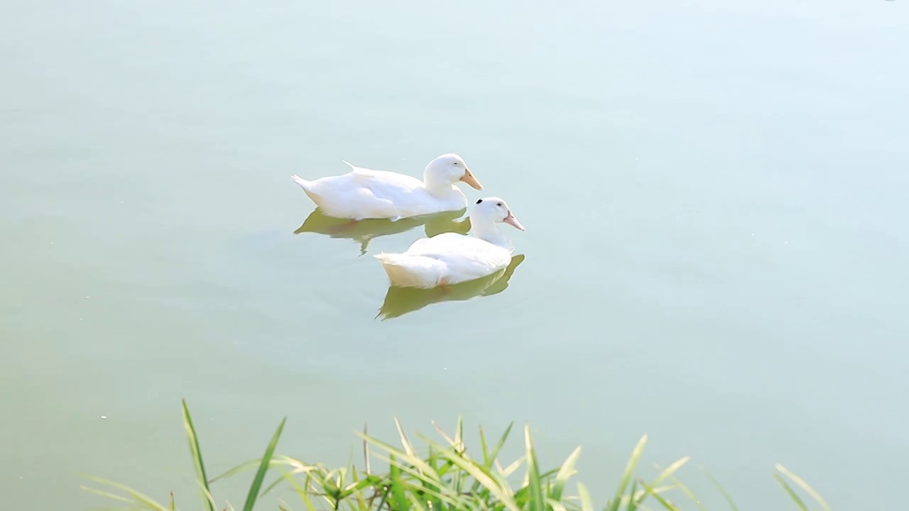 鸭子在水面嬉戏视频素材