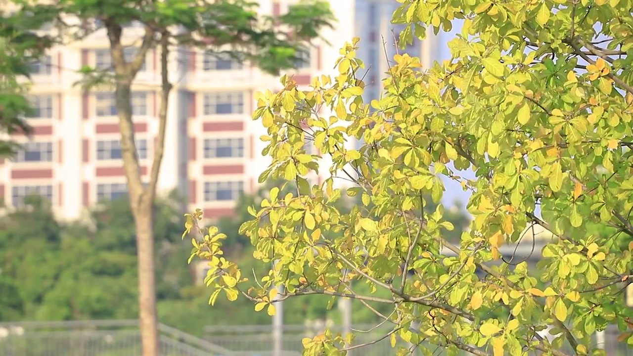 阳光下的树叶视频素材