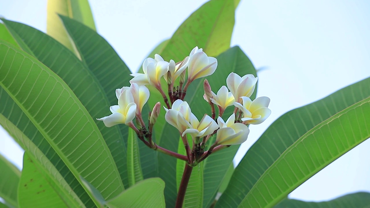 鸡蛋花视频素材