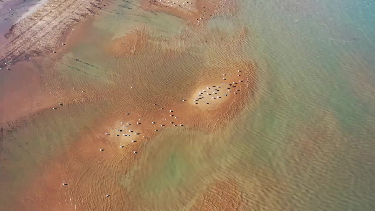 河北省北戴河海滨湿地视频视频素材