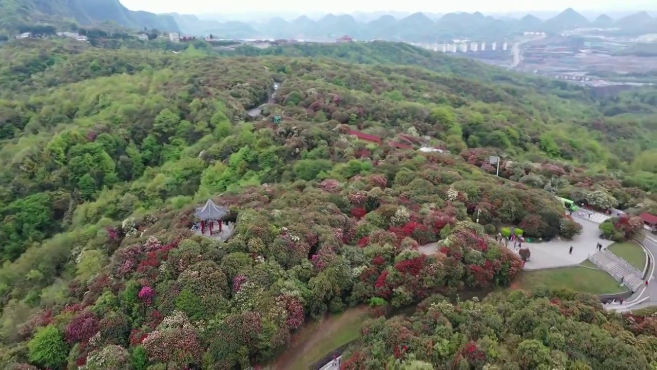 航拍贵州省毕节市百里杜鹃风光视频素材