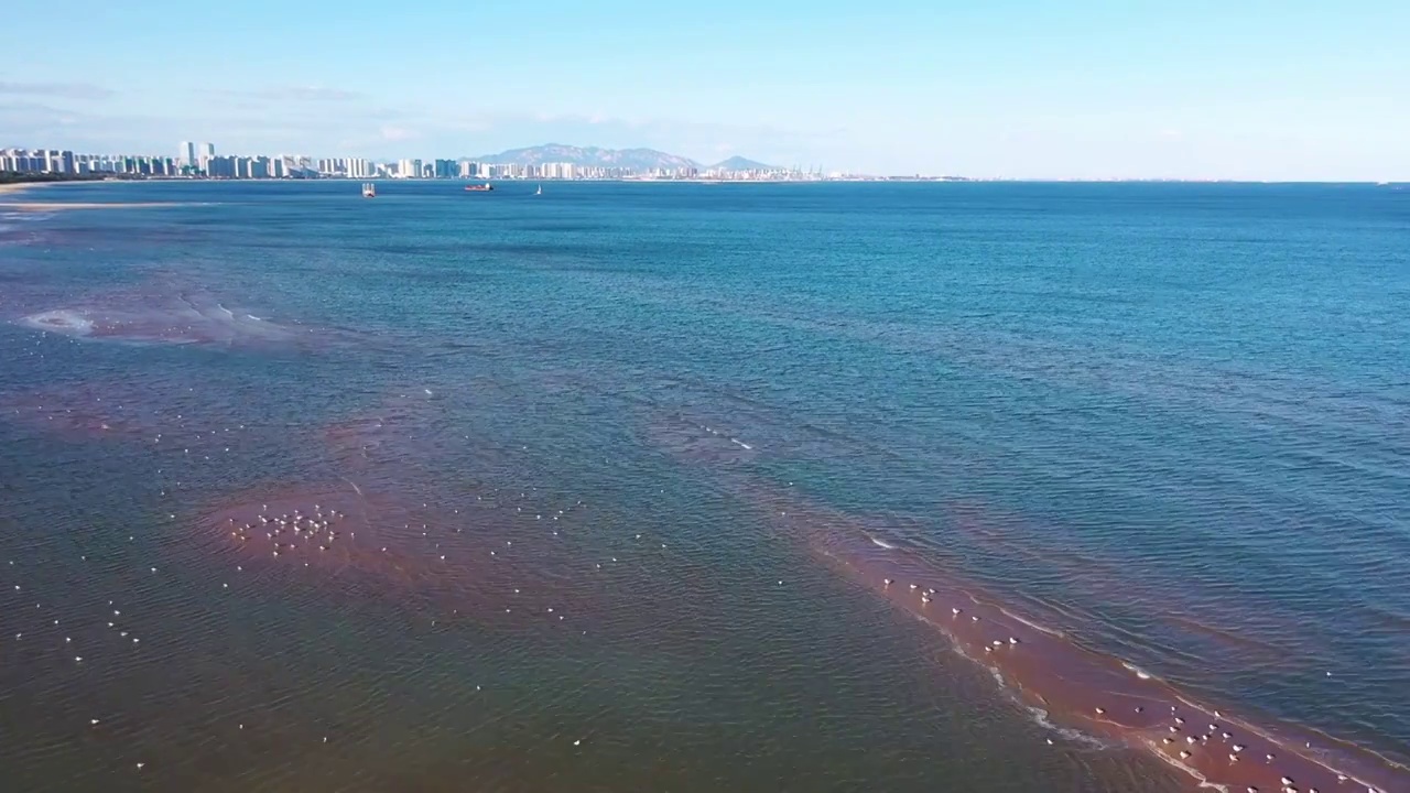 河北省秦皇岛北戴河海滨湿地视频视频素材